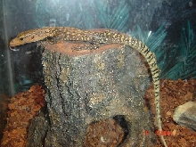 v.melinus