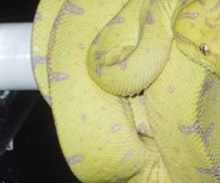 gtp