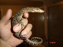 V.Melinus