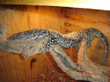 mangrove monitor