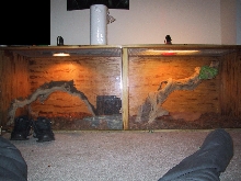 new split cage setup tegu/gtp