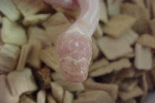 jungle corn baby  BLIND !!