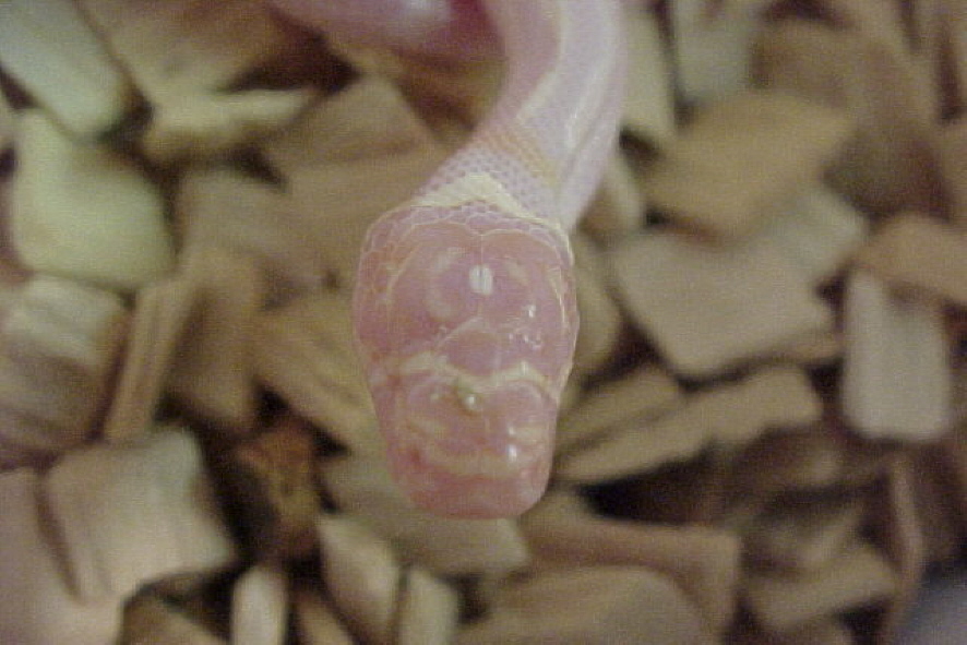 jungle corn baby  BLIND !!