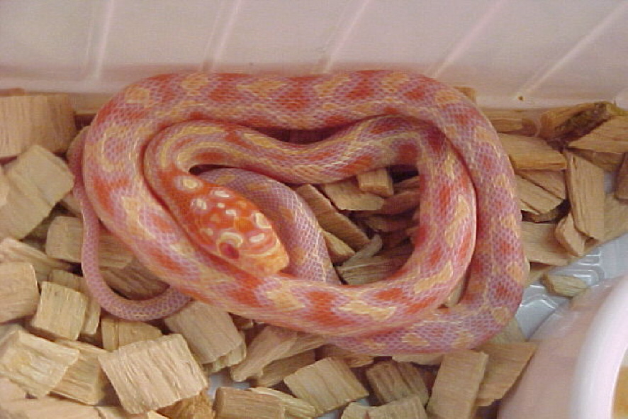 jungle corn baby 4