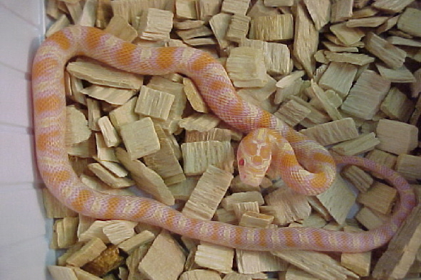 jungle corn baby 1