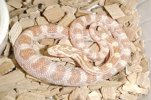 Butter corn snake