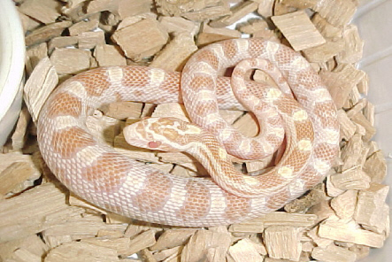 Butter corn snake