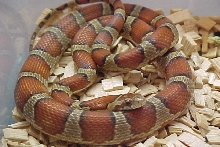 guttata X Mexicana
