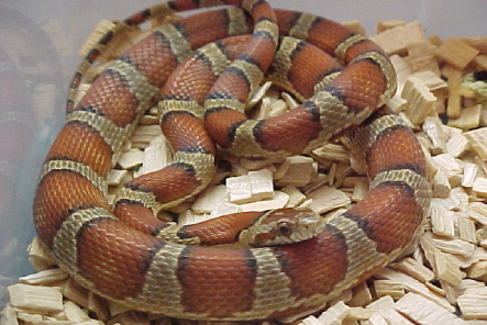 guttata X Mexicana