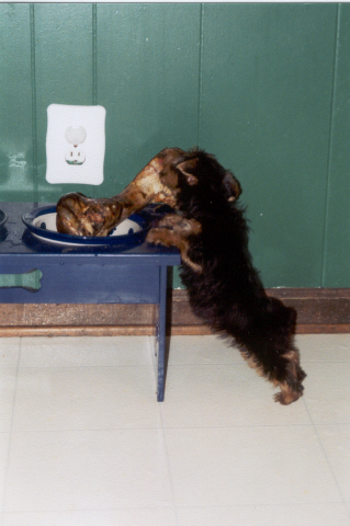 The bone is bigger than me!!!!