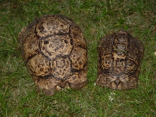 Pr Leopard Tortoises
