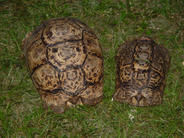 Pr Leopard Tortoises