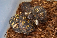 Box turtle orgy...is this legal?