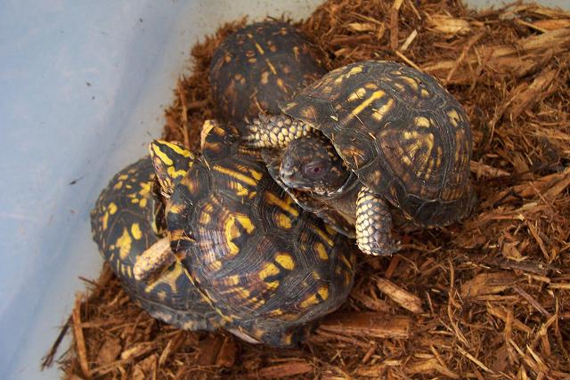 Box turtle orgy...is this legal?
