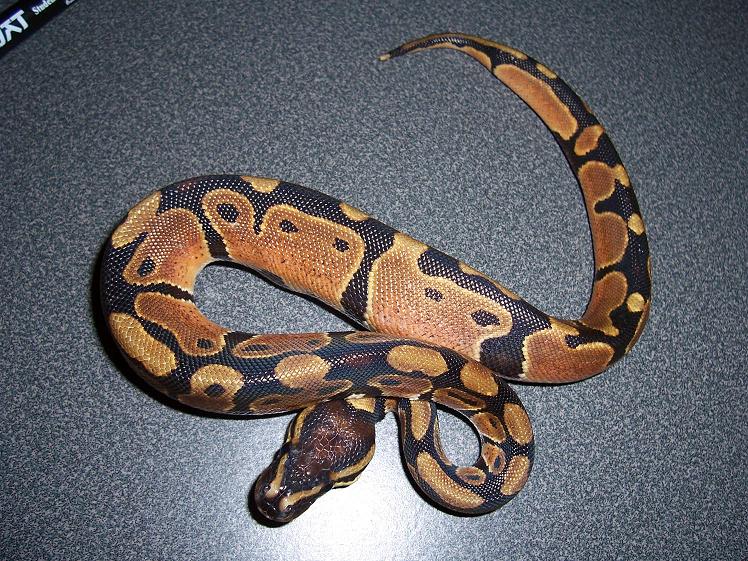 this girl is a ringer-does her color show anything special?