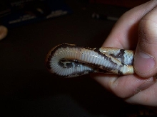 ringer's ring, if you will