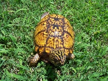 High Yellow Male Eastern Box Turtle