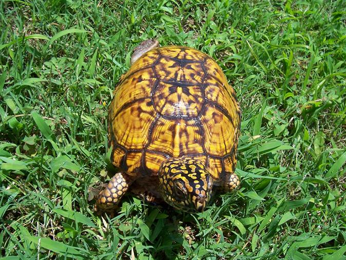 High Yellow Male Eastern Box Turtle