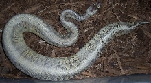 Male Silver Streak - 800grams
