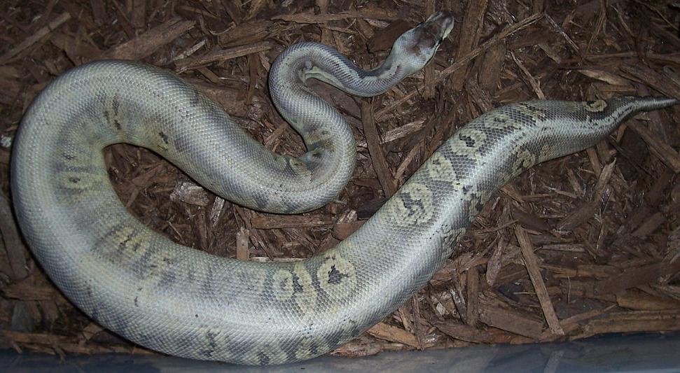 Male Silver Streak - 800grams