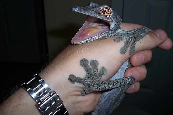 new female fimbriatus---