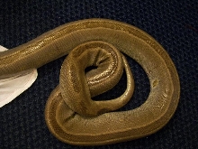 Genetic stripe???  Green Burm