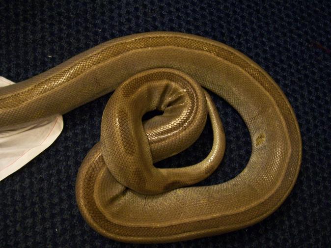 Genetic stripe???  Green Burm
