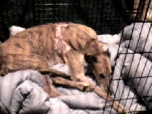 Poppy 01/07/04 - 2
