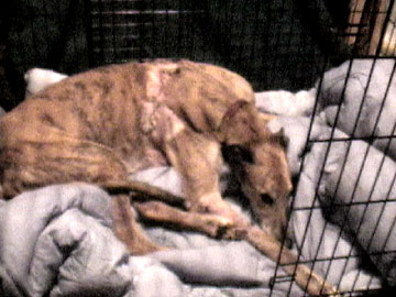 Poppy 01/07/04 - 2
