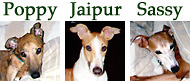 My fur-kids
