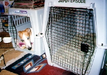Jaipur in Sassy's Crate