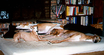 My Three Dogs