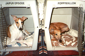 Boyz in Crates