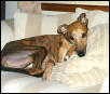 Poppy on Couch