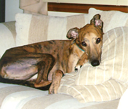 Poppy on Couch