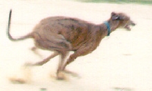 Poppy Running