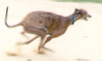 Poppy Running