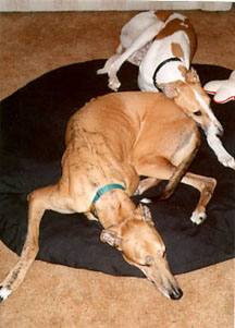 Butt-pillow 1