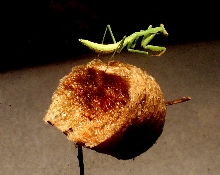 Oothica