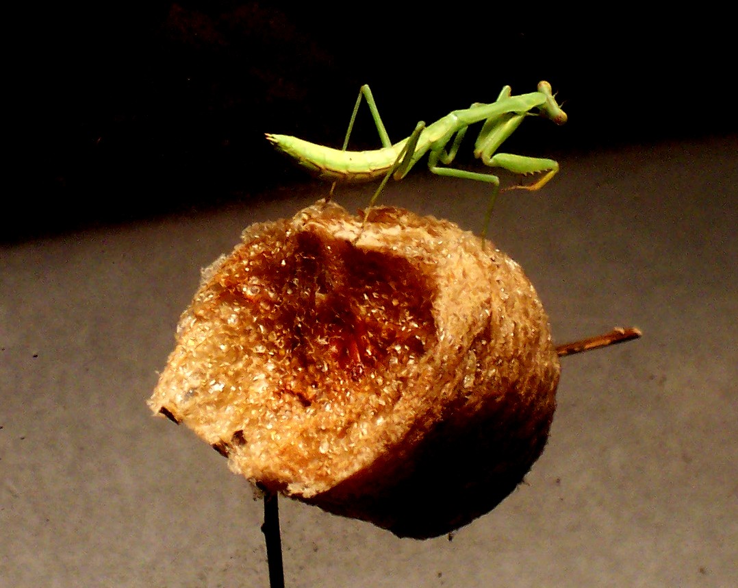 Oothica