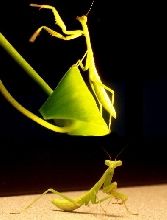 Mantis fun for every one!