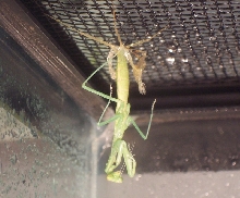 mantis