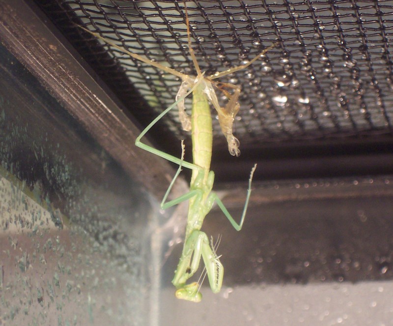mantis