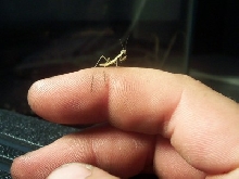 mantis