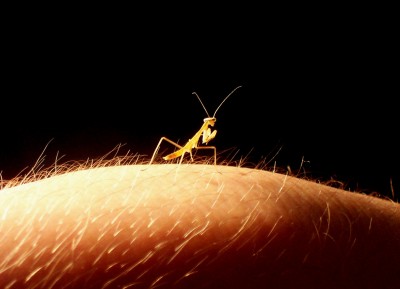 mantid
