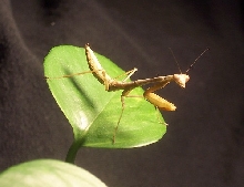 Mantis