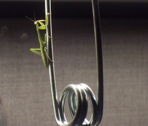 Mantid