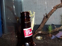 mantid