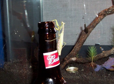 mantid
