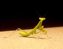 Mantid